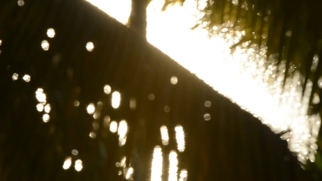 An artistic background scene of sun shining through waving palm leaves. 