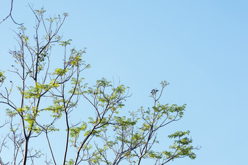 tree branch and green leaf silhouette photography