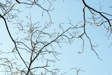 tree branch and green leaf silhouette photography