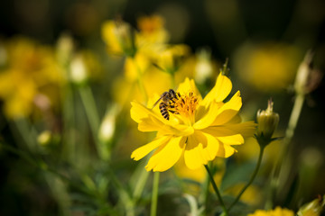 close up macro yellow  flower with bee