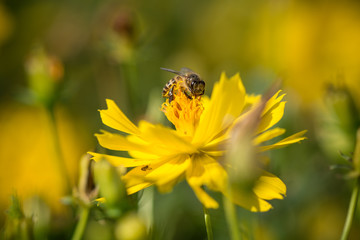 close up macro yellow  flower with bee