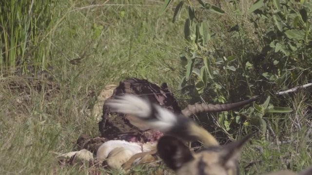 Vultures are chased away from kill by Wild Dogs