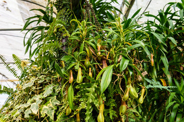 nepenthes plant,monkey cups the tropical plant, dangerous plants for insect