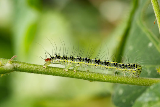 Image of Hairy caterpillar (Eupterote testacea) on green branches. Insect Animal