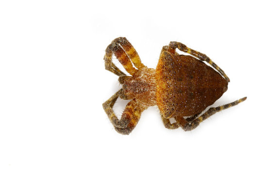 Image of Cyrtophora exanthematica Doleschall, 1859 Double Tailed Tent Spider(Cyrtophorinae, Araneomorphae) on a white background. Insect. Animal.