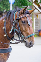 Obraz premium Portrait of horse with leather harness