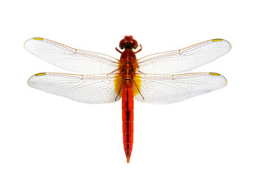 Image of red dragonfly on a white background. Insect. Animal.