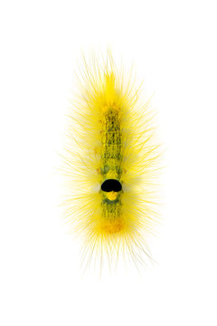 Image of Hairy caterpillar on a white background. Insect. Worm. Animal.