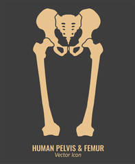 Human hip bones