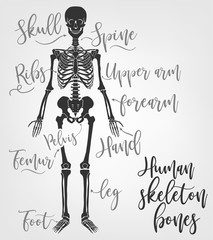 Fototapeta na wymiar Human skeleton bones