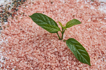 Leaves on a pile of pink fertilizer.
