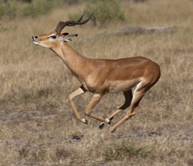 Impala - Savuti region of Botswana