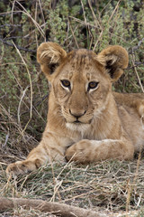 Naklejka na ściany i meble Lion cub - Savuti region of Botswana