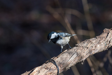 Coal Tit ( Periparus Ater ) on the branch. Selective focus