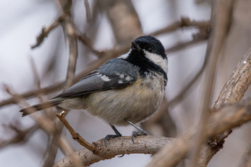 Fototapeta premium Coal Tit ( Periparus Ater ) on the branch. Selective focus