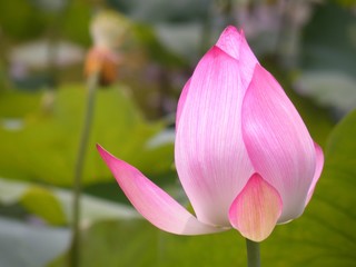 Blossom flower warm light. Lotus.