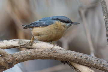 European nuthatch (Sitta europaea) on a tree bark