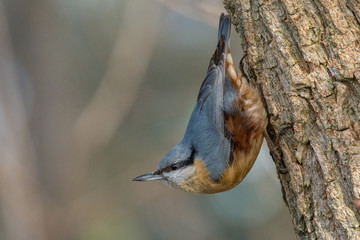 European nuthatch (Sitta europaea) on a tree bark