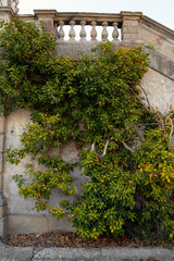 Fototapeta premium Ivy texture. Ivy hedge background. Ivyberry backdrop. Ivy wallpaper. Ivyberry backround image. Ivy wall.