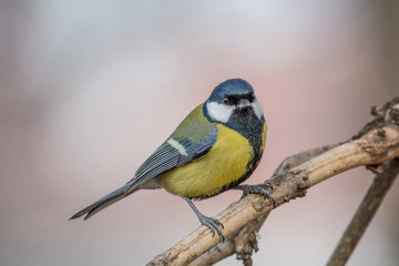 Cute  Great tit (Parus major) bird in yellow black color sitting on tree branch