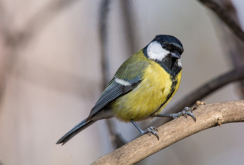 Fototapeta premium Cute Great tit (Parus major) bird in yellow black color sitting on tree branch