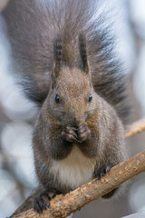 Eastern gray squirrel (Sciurus carolinensis) eating on tree trunk. Selective focus