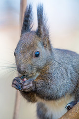 Fototapeta premium Eastern gray squirrel (Sciurus carolinensis) eating on tree trunk. Selective focus