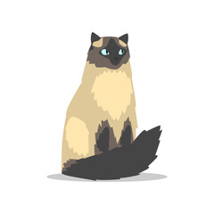 Purebred long-haired birman cat with blue eyes, dark markings on muzzle, tail and paws. Cartoon domestic animal. Flat vector for veterinary clinic poster, banner or flyer