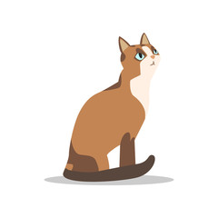 Cartoon brown cat character with blue eyes, light muzzle and chest, dark paws and tail. Side view. Flat vector design for pet care, shop or veterinary clinic