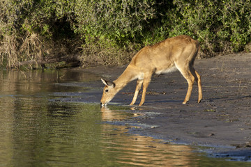 Puku Antelope - Botswana