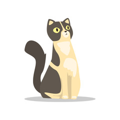 Cute portrait of short-haired cat with black markings on head and back. Cartoon character of domestic animal with funny muzzle. Flat vector for poster of vet clinic