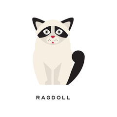 Cute portrait of ragdoll cat. Cartoon purebred pet. Large and muscular long-haired animal with black markings on ears, tail and around eyes. Flat vector design