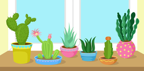 Cactus and succulents home plants in pots on window vector Illustration