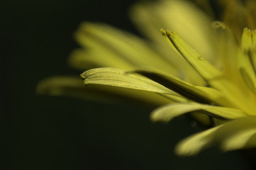 Fototapeta premium Yellow flower up close