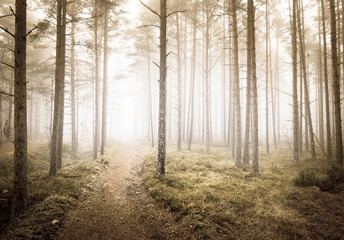 Misty forest and mysterious landscape