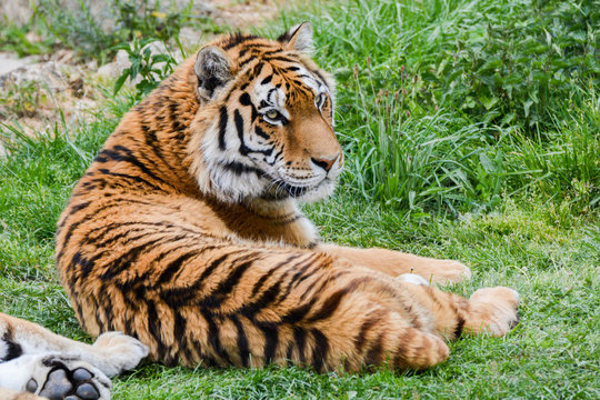 Fototapeta Tigre de Siberie