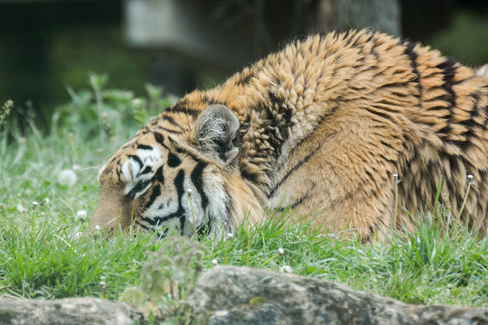 Tigre de Siberie