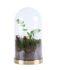 Closed sealed self sustainable ecosystem in a trasparent glass flask jar with moss and fern...