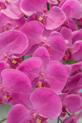 artificial orchid flower background