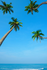Obraz premium Idylic ocean beach with hanging palm trees at tropical island