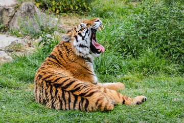 Fototapeta premium Tigre de Siberie
