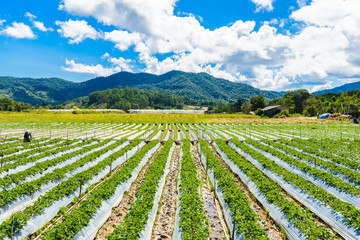 Fototapeta na wymiar Preparation of soil for Strawberry cultivation, Strawberry field partially at Chiang Mai, Thailand.