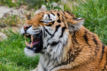 Fototapeta premium Tigre de Siberie