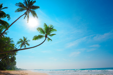 Tropical beach. Coconut palm trees on empty island resort beach.