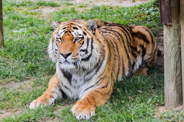 Tigre de Siberie