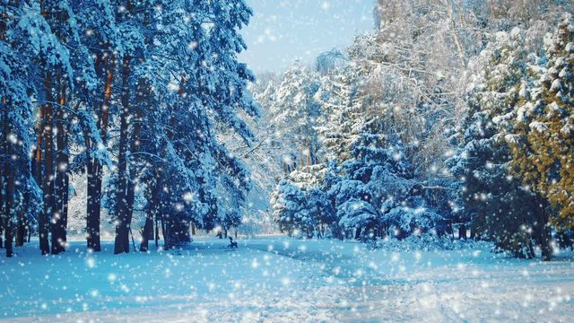 Tall trees and a path in the park with falling snow, blue color. Cinemagraph seamless loop animation motion gif render background