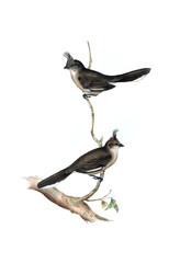 Illustration of bird. 