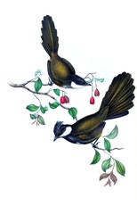 Illustration of bird. 