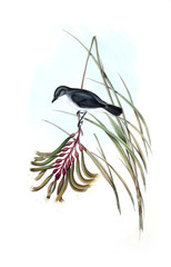 Illustration of bird. 