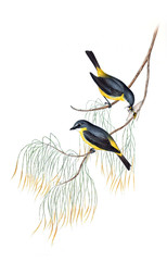 Illustration of bird. 